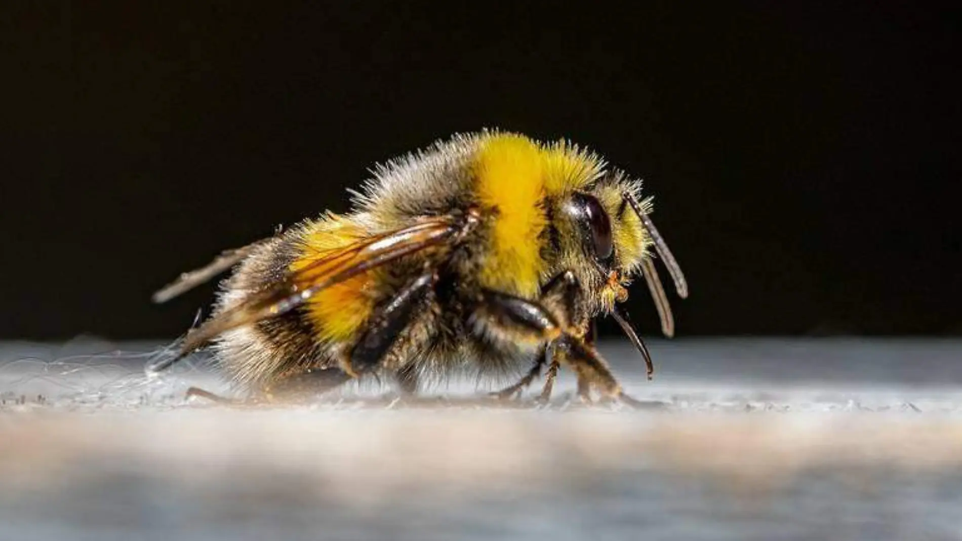 ¿Qué pasa si las abejas se extinguen-, así afectaría a los humanos